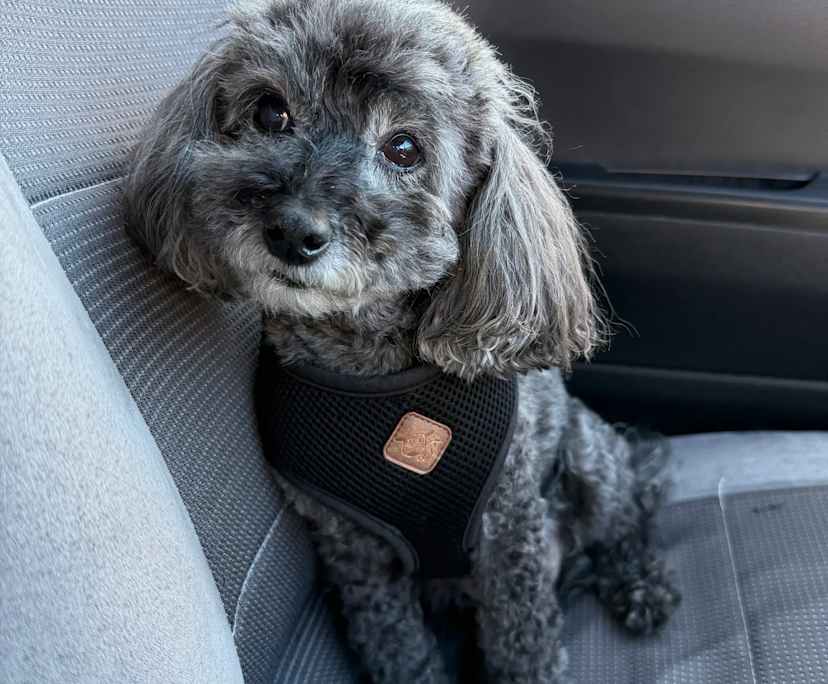 $680, 1-bed, 1 bathroom, Kogarah NSW 2217