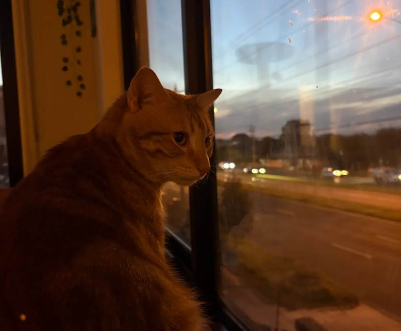 Furnished room with ensuite in a share house