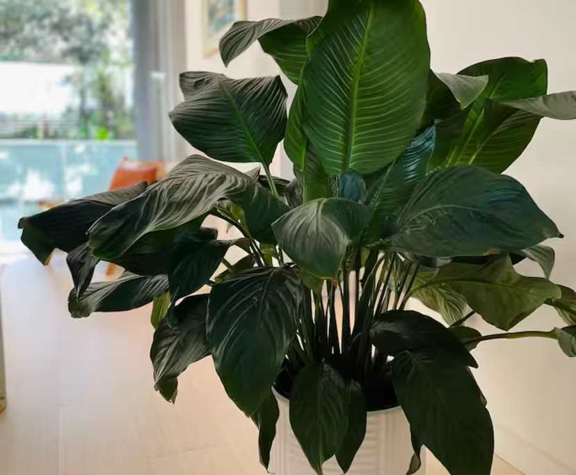 $690, Flatshare, 2 bathrooms, Zetland NSW 2017