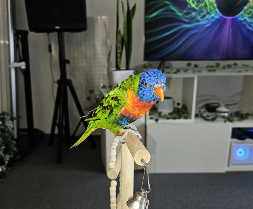 $550, Flatshare, 2 bathrooms, Alexandria NSW 2015