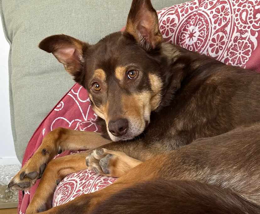 $260, Flatshare, 2 bathrooms, Altona North VIC 3025