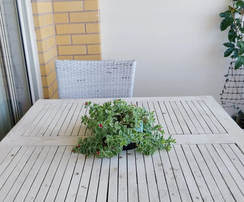 $405, Flatshare, 3 bathrooms, Ashfield NSW 2131