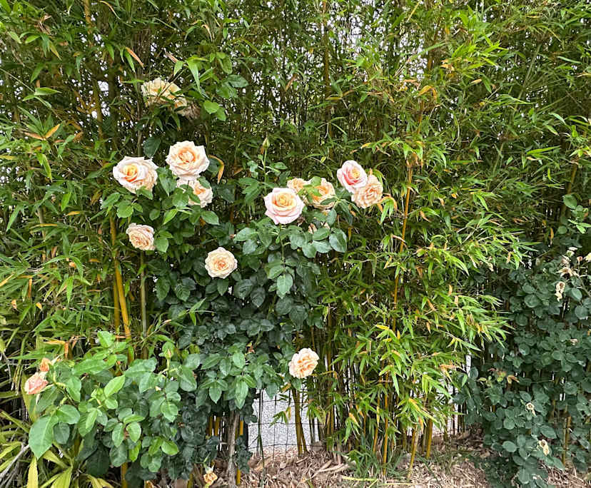 $350-400, Share-house, 3 rooms, Camberwell VIC 3124, Camberwell VIC 3124