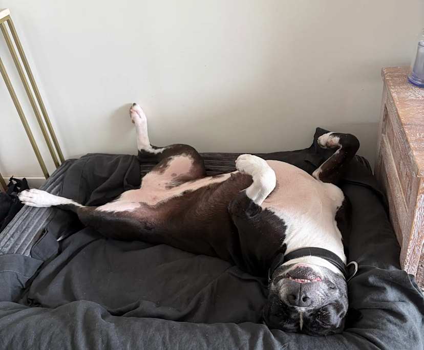 $350, Flatshare, 2 bathrooms, Robina QLD 4226