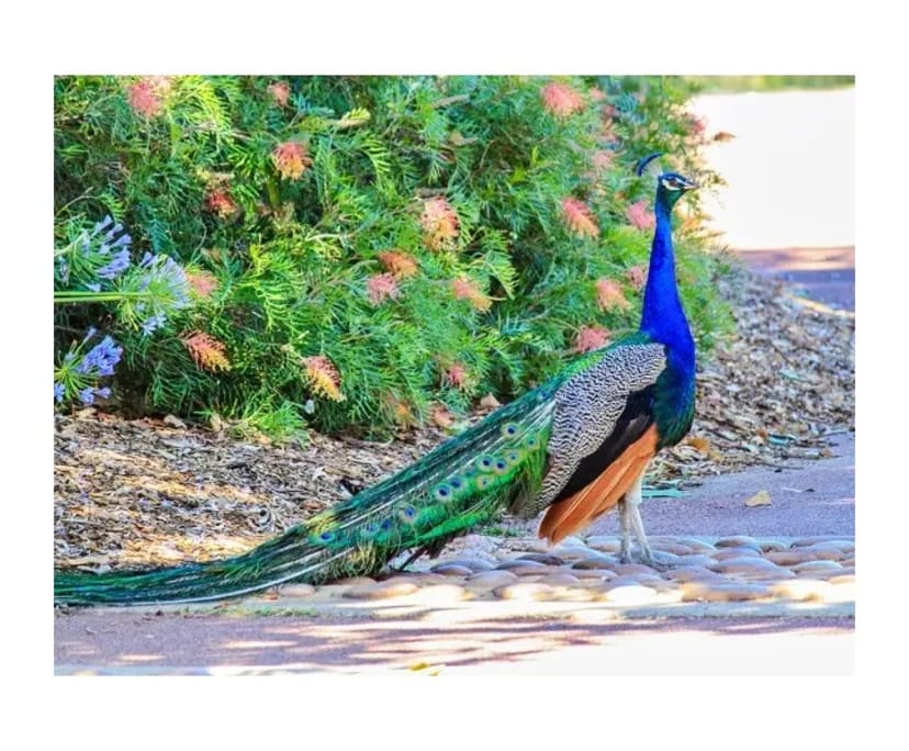 $350, Share-house, 4 bathrooms, Pinjarra WA 6208