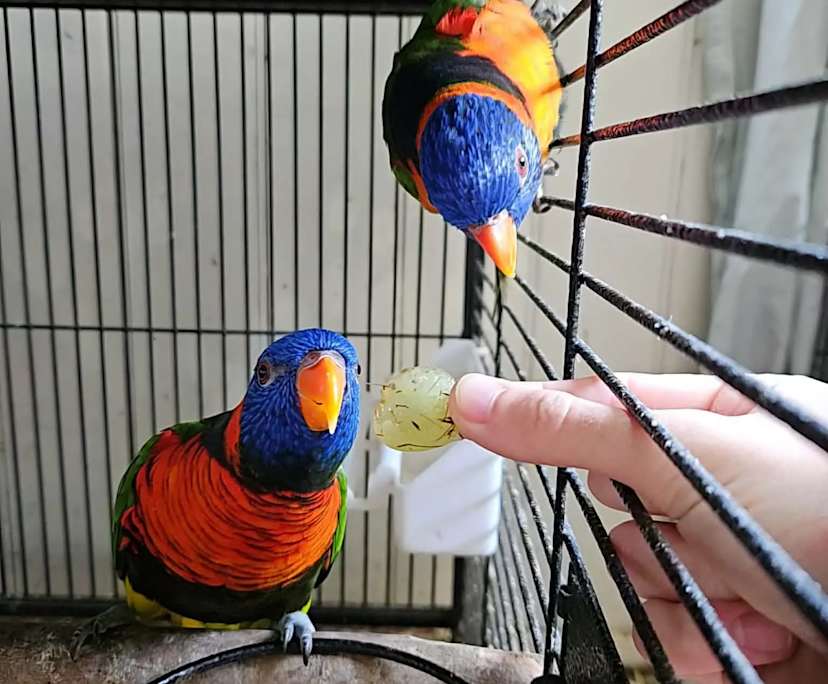 $275, Share-house, 4 bathrooms, Shalvey NSW 2770