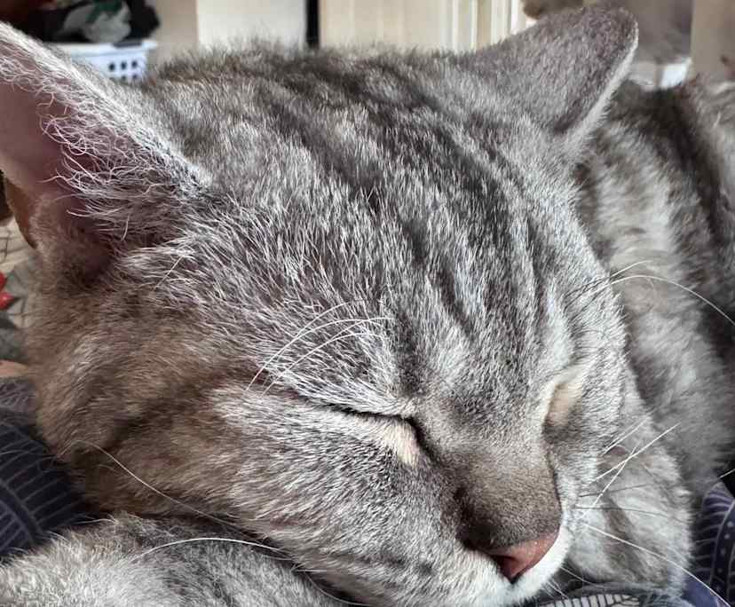 $310, Share-house, 4 bathrooms, Ulladulla NSW 2539