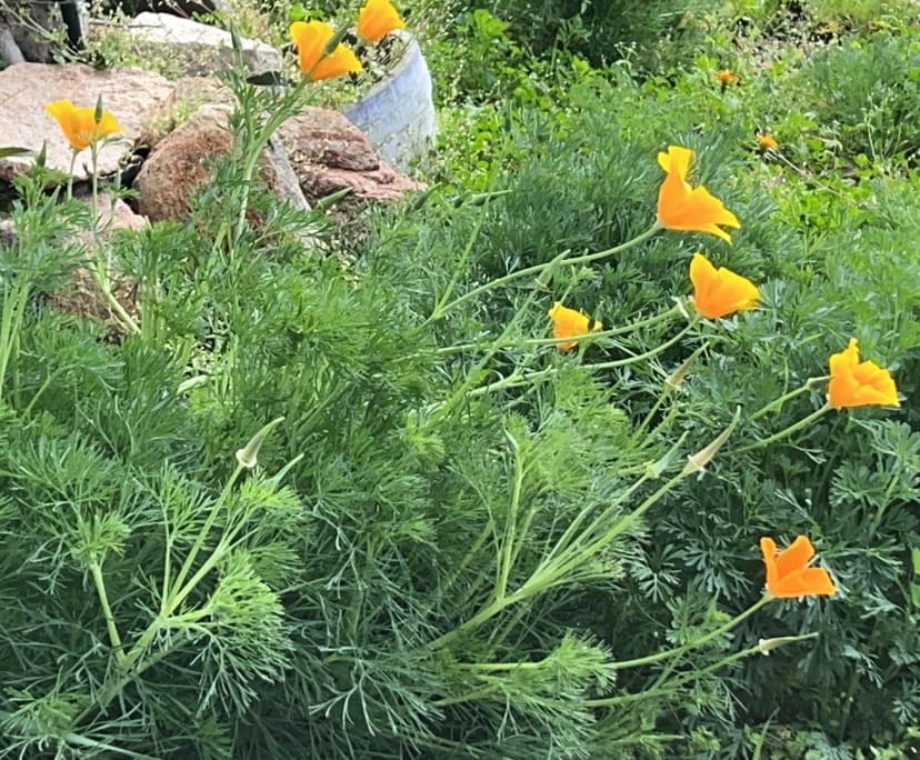 $300, Student-accommodation, 2 bathrooms, Hamilton Hill WA 6163