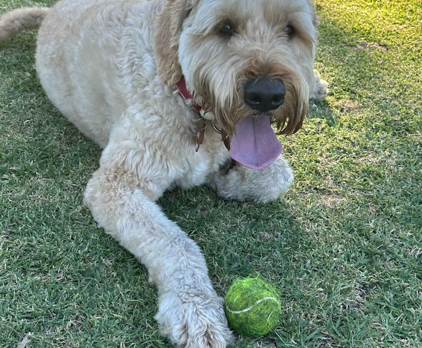 $250, Flatshare, 2 bathrooms, Cheltenham VIC 3192