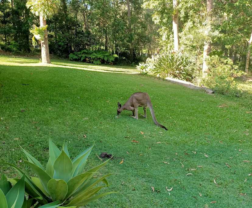 $375, Share-house, 3 bathrooms, Yandina Creek QLD 4561