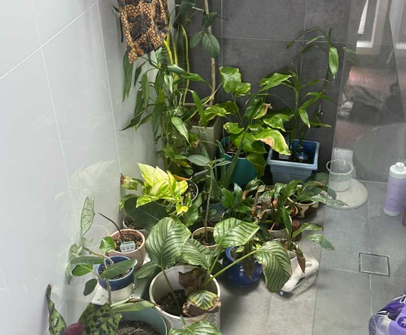 $325, Share-house, 3 bathrooms, Kedron QLD 4031