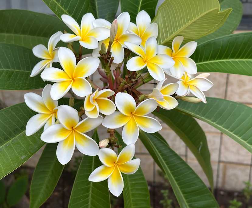 $300, Share-house, 4 bathrooms, Beeliar WA 6164