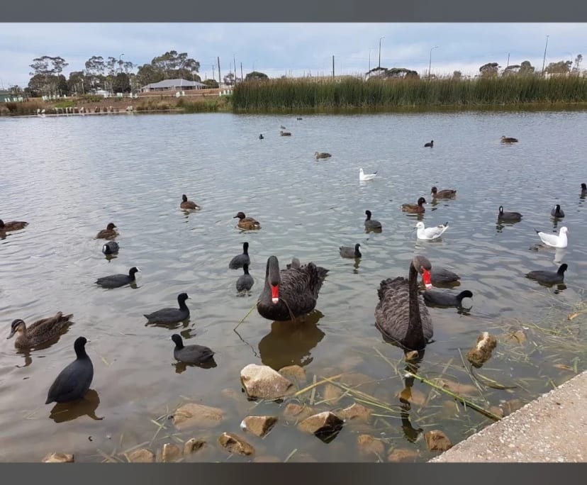 $350, Share-house, 6 bathrooms, Saint Clair SA 5011