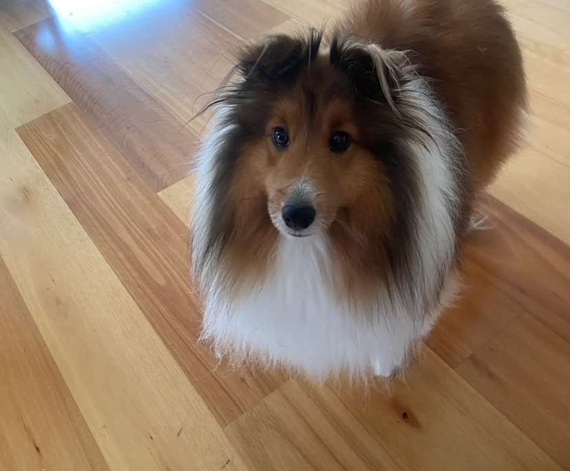 $325, Homestay, 4 bathrooms, Botanic Ridge VIC 3977