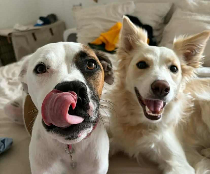 $330, Share-house, 2 rooms, Coorparoo QLD 4151, Coorparoo QLD 4151