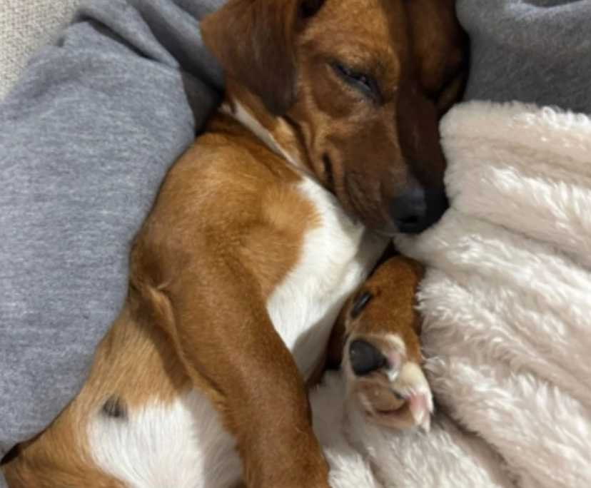 $425, Share-house, 4 bathrooms, Albany Creek QLD 4035