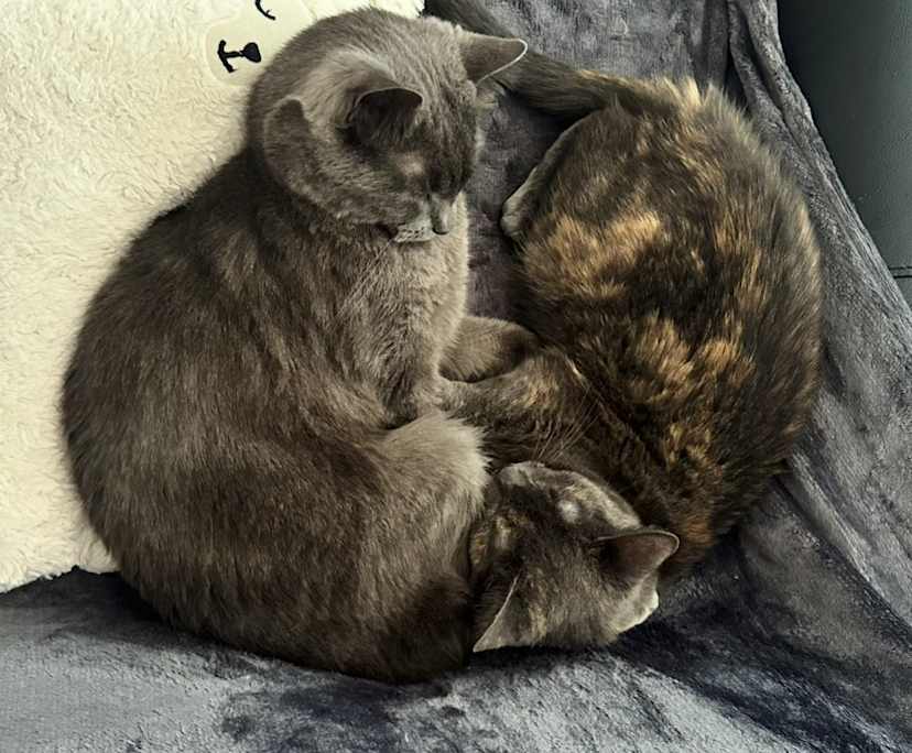 $300, Flatshare, 2 bathrooms, New Lambton NSW 2305