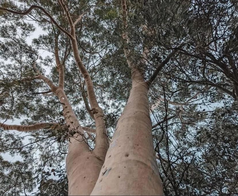 $215, Share-house, 3 bathrooms, Prospect SA 5082