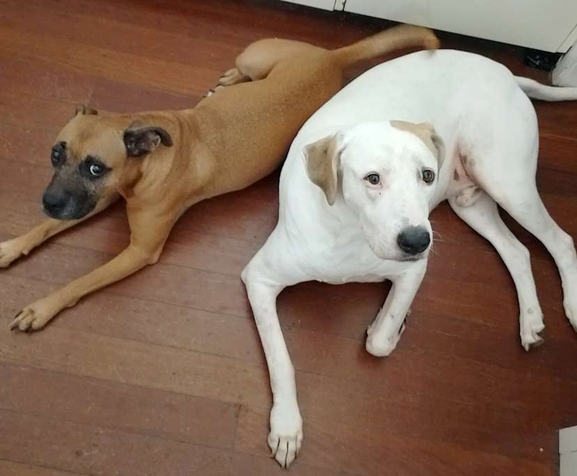 $325, Share-house, 3 bathrooms, Tarragindi QLD 4121