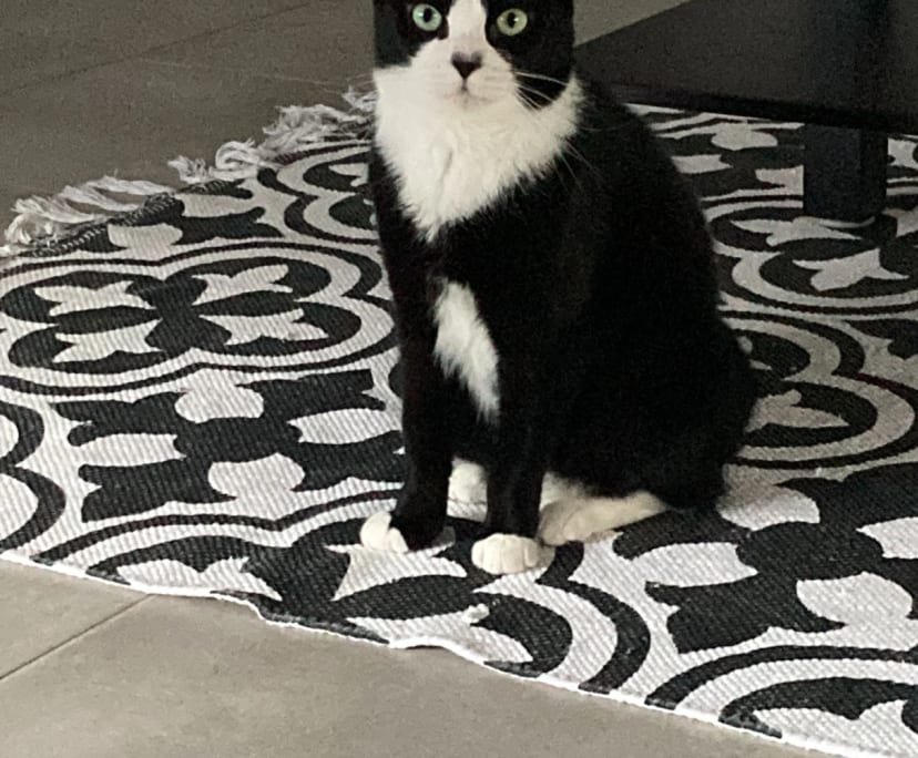 $250, Share-house, 4 bathrooms, Park Ridge QLD 4125