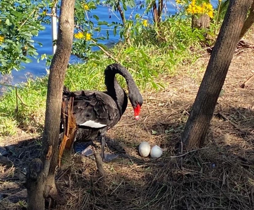 $650, Student-accommodation, 3 bathrooms, Varsity Lakes QLD 4227