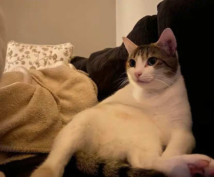 $240, Share-house, 3 bathrooms, O'Connor ACT 2602