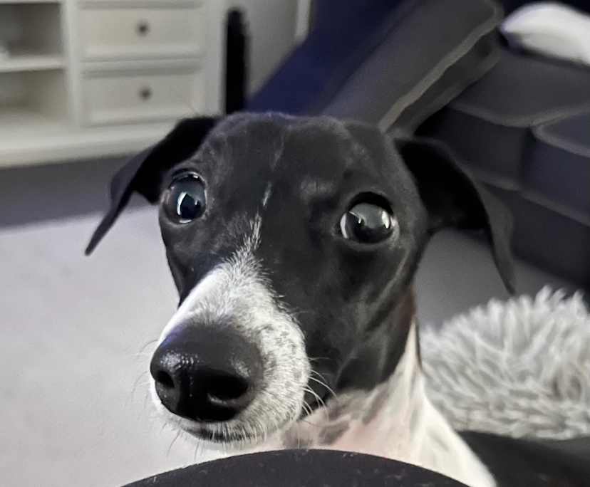 $300, Share-house, 4 bathrooms, Griffin QLD 4503