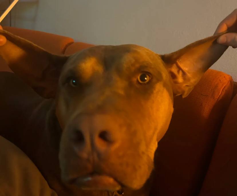 $185, Share-house, 3 bathrooms, Cook ACT 2614