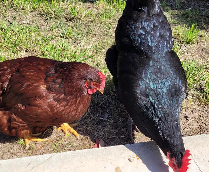 $260, Share-house, 4 bathrooms, Spence ACT 2615