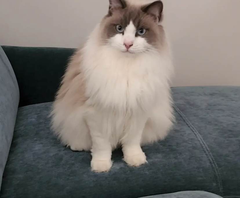 $280, Share-house, 3 bathrooms, Nollamara WA 6061