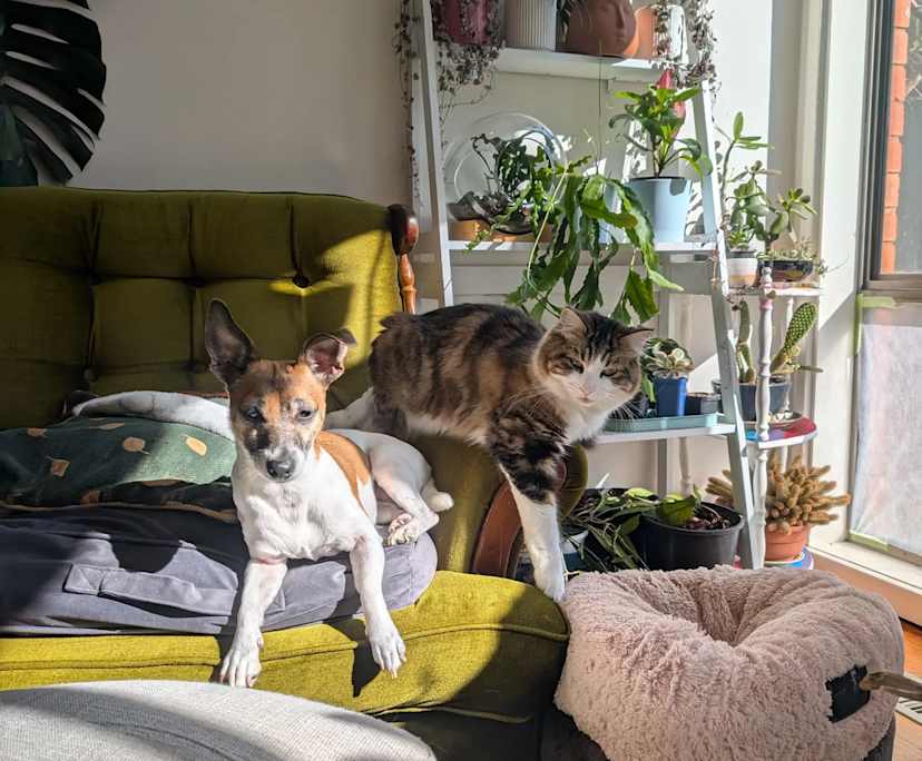 $300, Share-house, 3 bathrooms, Downer ACT 2602