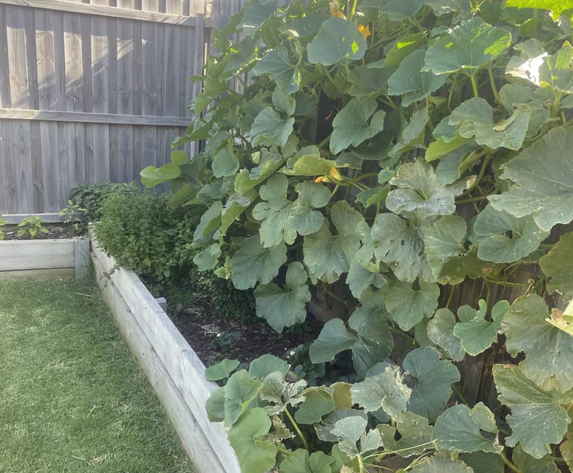 $200, Share-house, 5 bathrooms, Grovedale VIC 3216