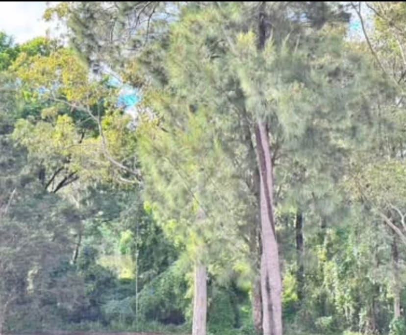 $250, Flatshare, 2 bathrooms, Liverpool NSW 2170