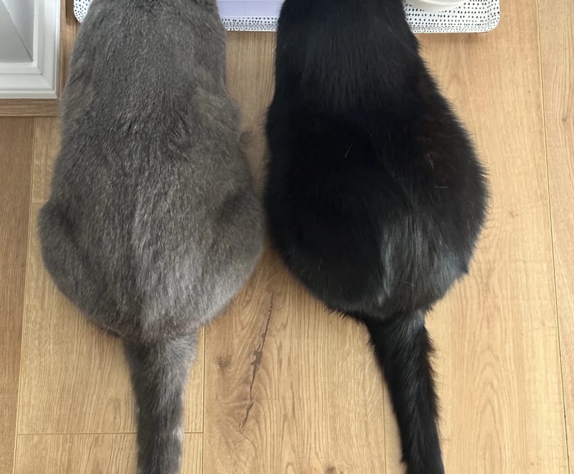 $300, Share-house, 4 bathrooms, Drouin VIC 3818