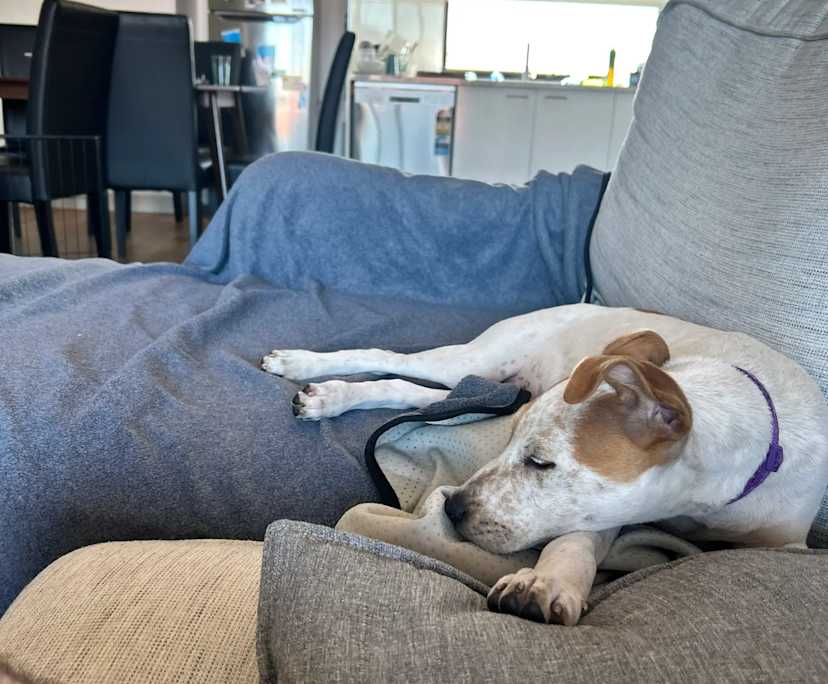 $400, Homestay, 3 bathrooms, Plympton SA 5038