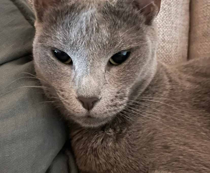 $350, Flatshare, 2 bathrooms, Parramatta NSW 2150