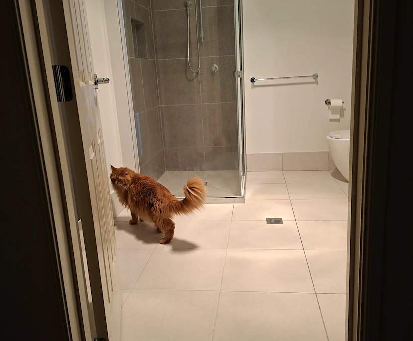 $310, Share-house, 4 bathrooms, Greenbank QLD 4124