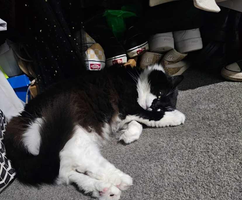 $380, Flatshare, 3 bathrooms, Cannon Hill QLD 4170