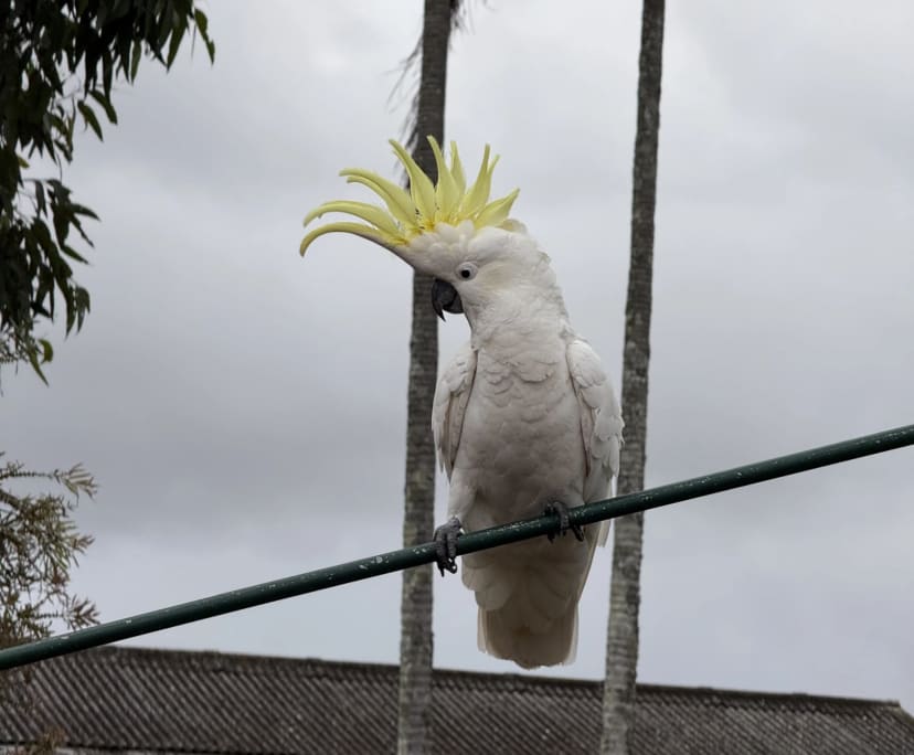 $300, Share-house, 3 bathrooms, New Lambton NSW 2305