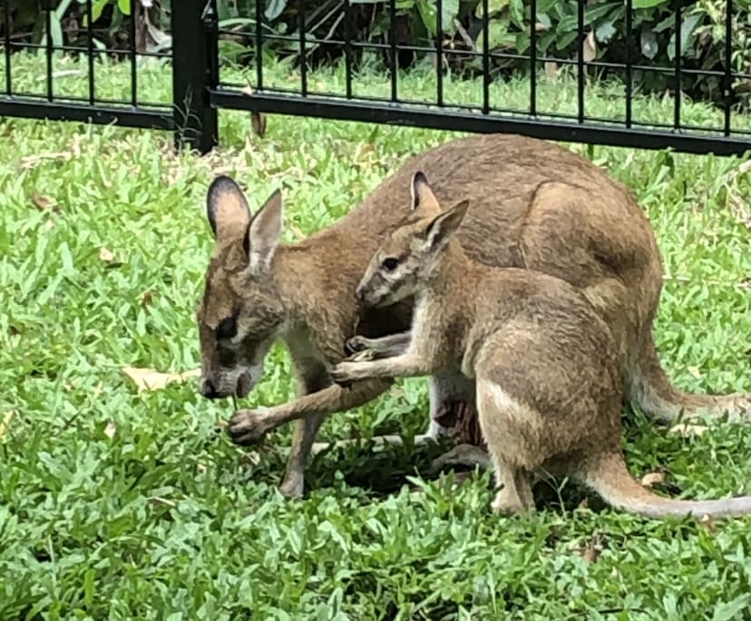 $300, Share-house, 4 bathrooms, Kewarra Beach QLD 4879