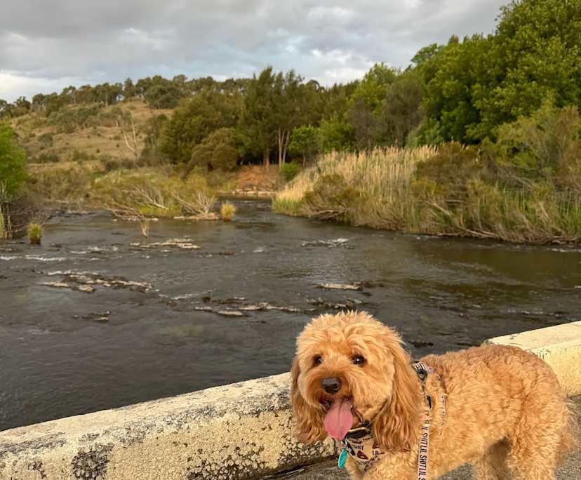 $300, Share-house, 3 bathrooms, Theodore ACT 2905