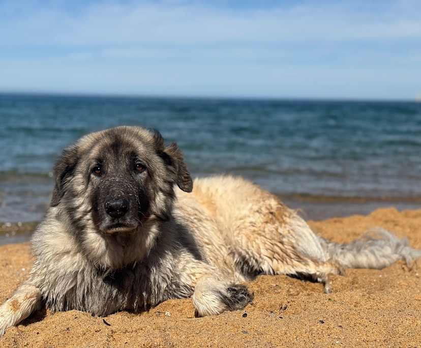 $375, Share-house, 2 bathrooms, Caulfield South VIC 3162