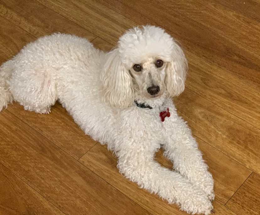 $300, Share-house, 3 bathrooms, Mount Hawthorn WA 6016