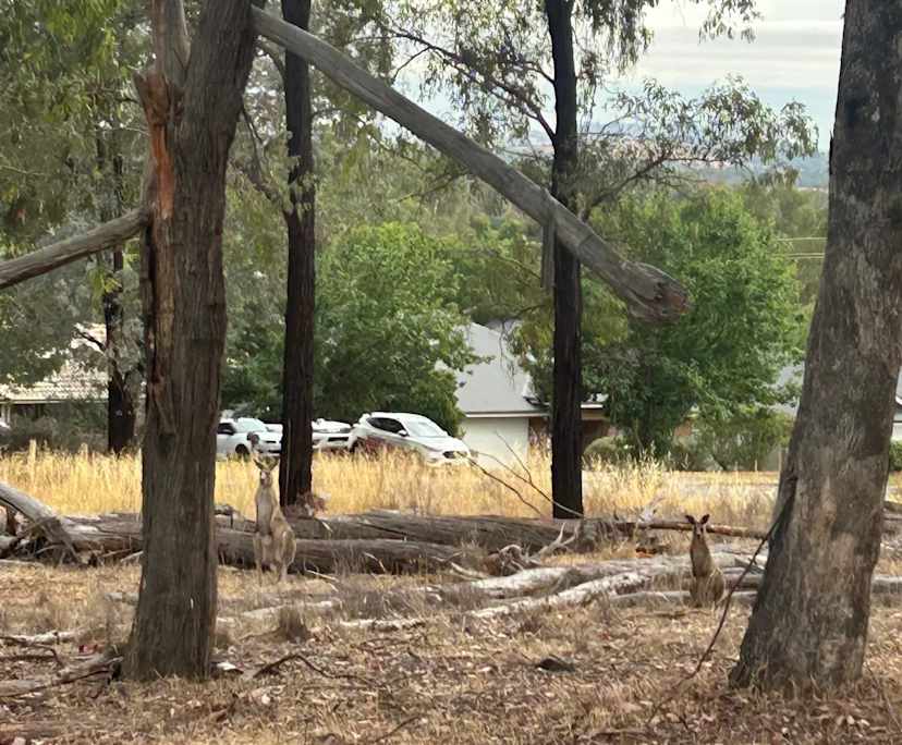 $300, Share-house, 4 bathrooms, Thurgoona NSW 2640