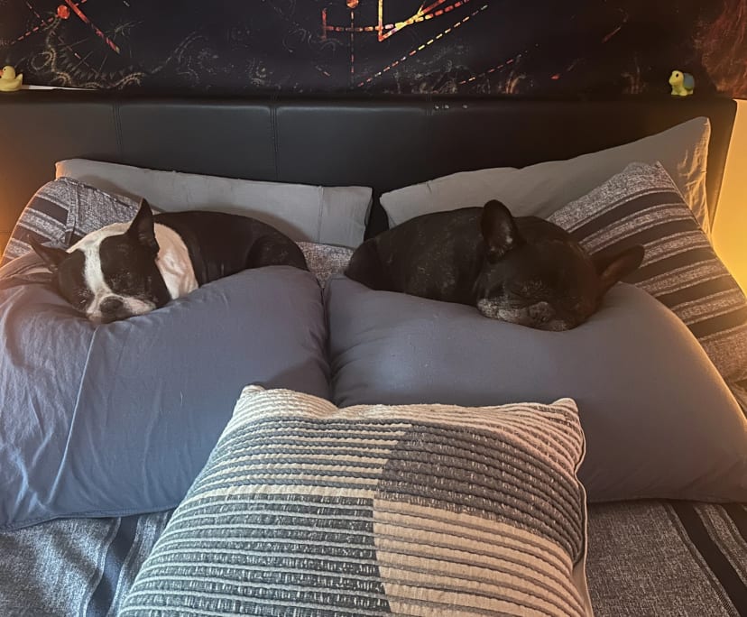 $325, Share-house, 3 bathrooms, Burwood East VIC 3151