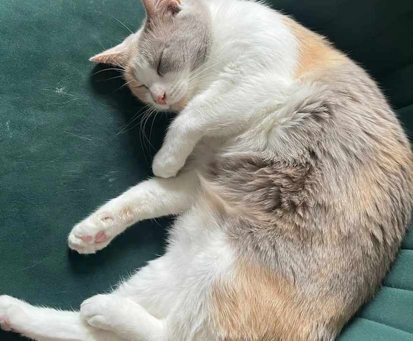 $204, Share-house, 4 bathrooms, Holland Park West QLD 4121