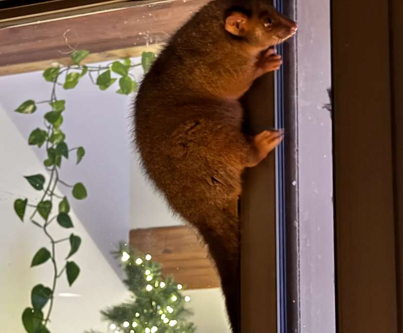 $360, Share-house, 3 bathrooms, Tamborine Mountain QLD 4272