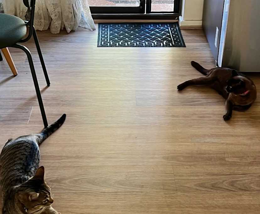 $350, Share-house, 2 bathrooms, Leederville WA 6007