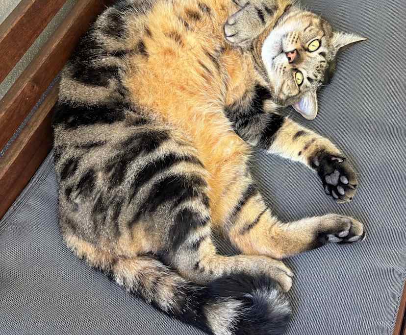 $450, Flatshare, 2 bathrooms, Windsor QLD 4030