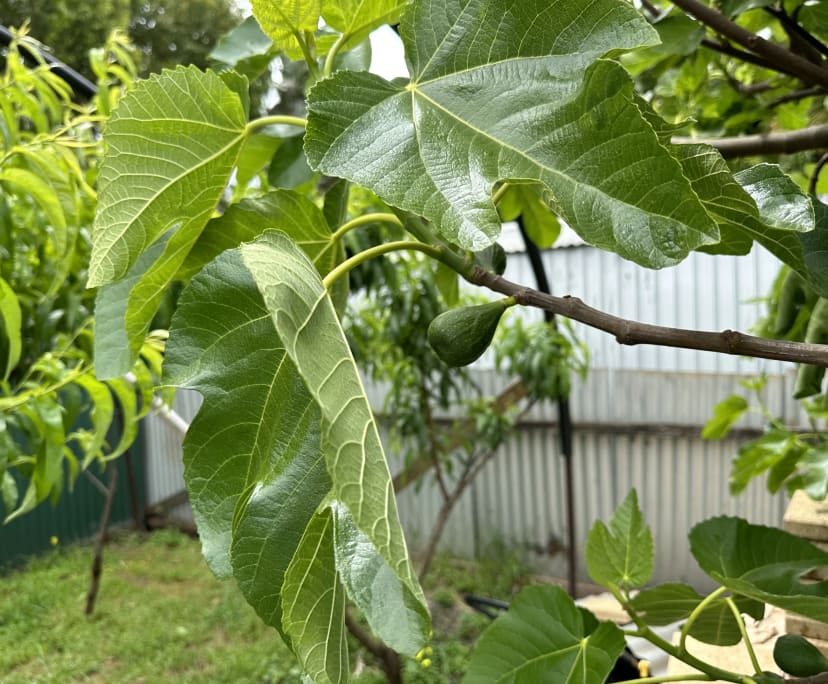 $280, Share-house, 6 bathrooms, Dulwich SA 5065